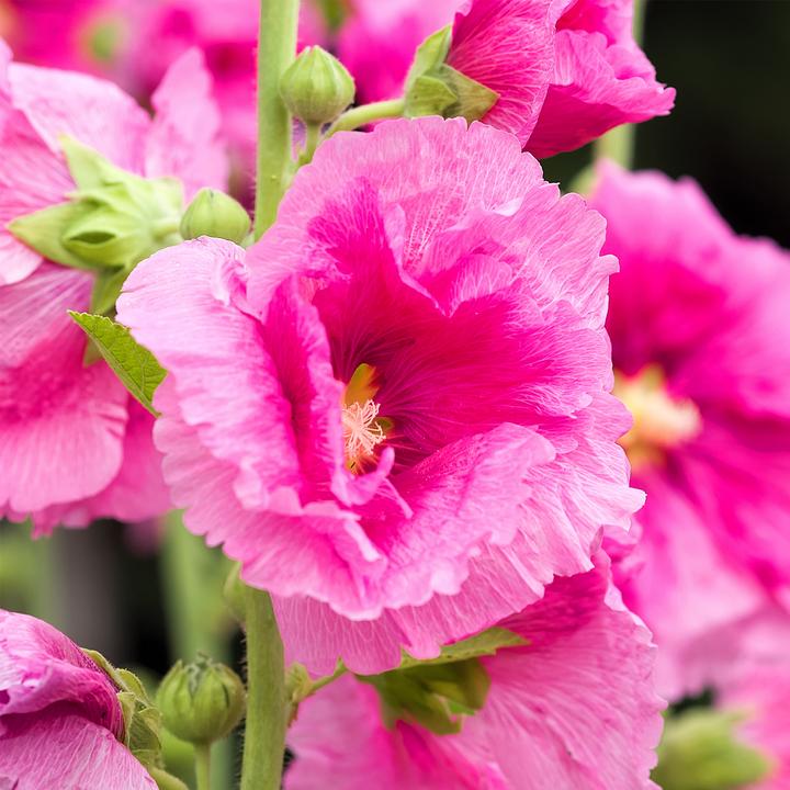 Immagine prodotto Plant in a Box Alcea rosea 'Spring celebrities' Rosso cremisi, limone, viola - miscela di 3 esemplari (25 cm)