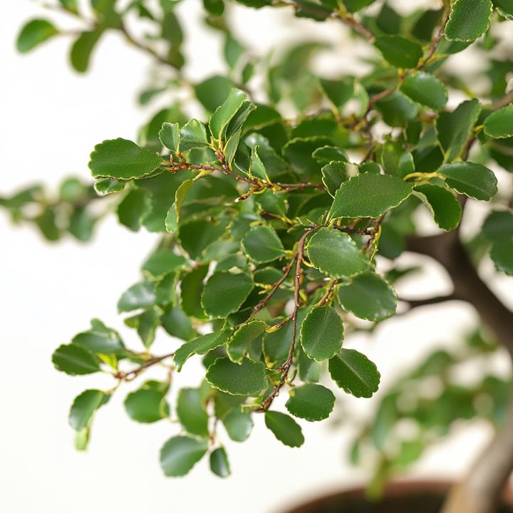 Actual product image Plant in a Box Zelkova serrata - Bonsaibaume (20 cm)