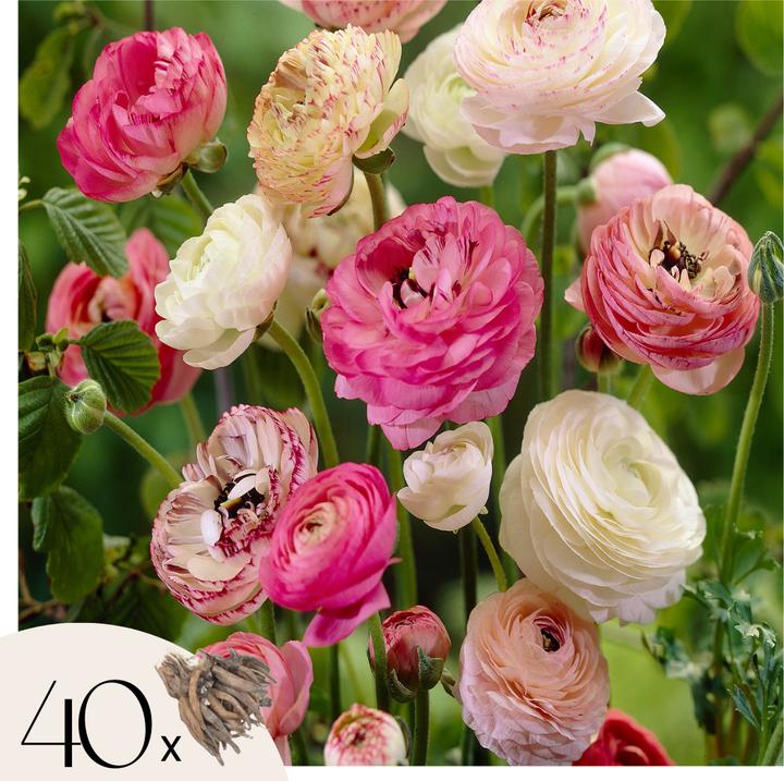 Plant in a Box Ranunculus - set of 40 ranunculus (40 cm)