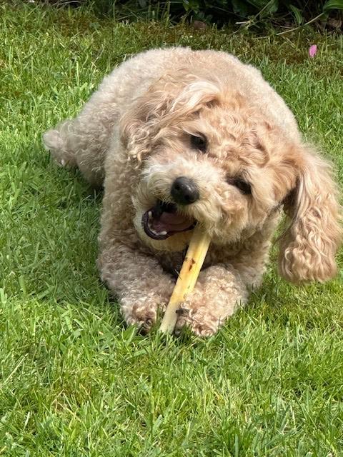 Produktbild Swiss Cowers Snack Käse Barren mit Rindfleisch S, 60 g, 3 Stück (Adult, 3 Stk., 60 g)