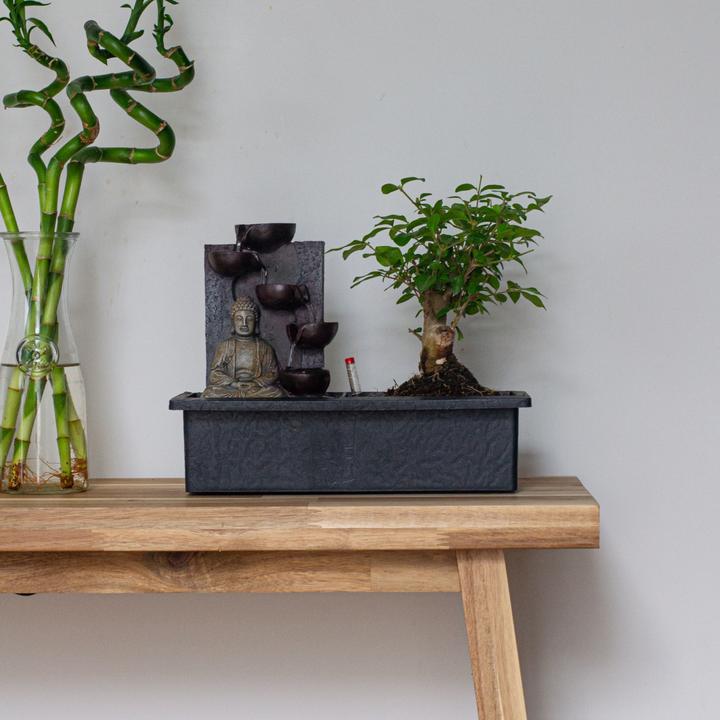 Actual product image Plant in a Box Bonsai Ligustrum, Carmona, Ficus Retusa, Syzygium, Sageretia - Set of 2 Bonsai Water System Buddha (25 cm)