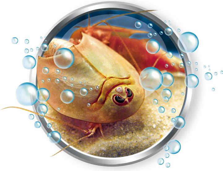 Actual product image Clementoni Science & Game Triops Grow