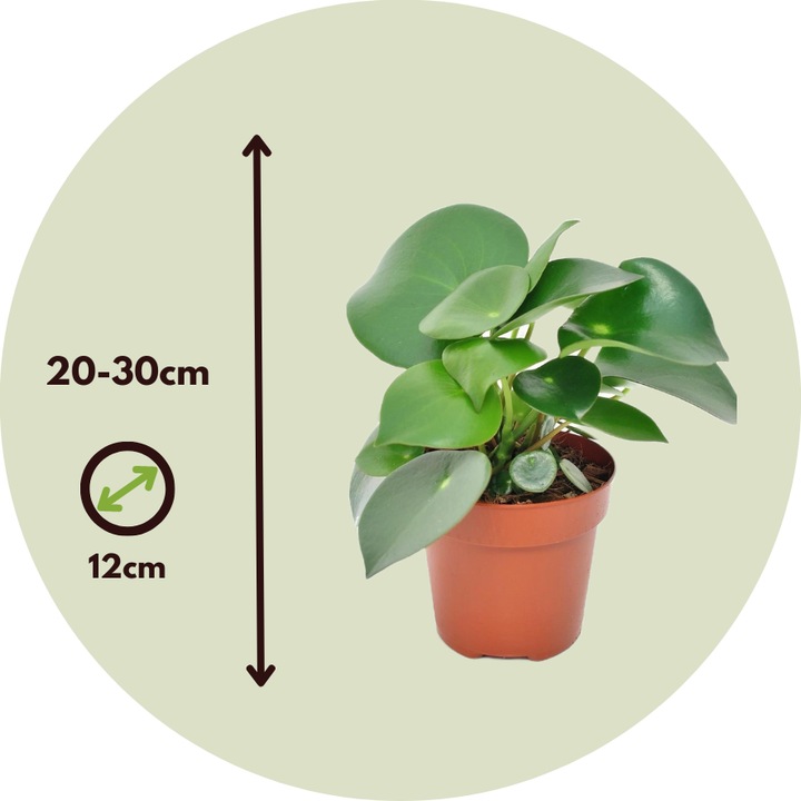 Produktbild Plant in a Box Peperomia Polybotrya - 4er Set Grossblättrige Zierpfeffer (20 cm)