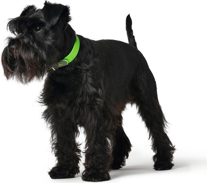 Actual product image Hunter Collar Convenience Green S (S, Dog, General)
