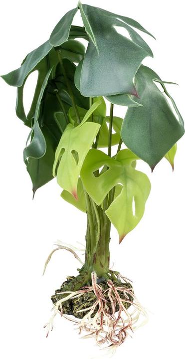 Produktbild Terra della Monstera