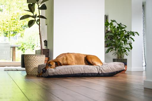 Actual product image Beeztees Bz Orthopedic Rest Cush Veo Mocha 120x80 (Dog)