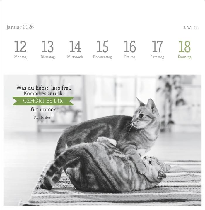 Produktbild Katzen Weisheiten Premium-Postkartenkalender 2026 (16,5 x 17,7 cm)
