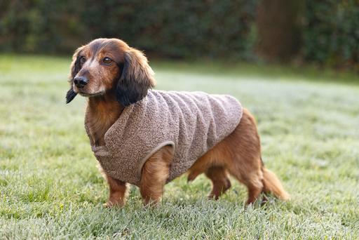 Actual product image Designed by Lotte Madeleine dog jumper (XL, Dog jumper)