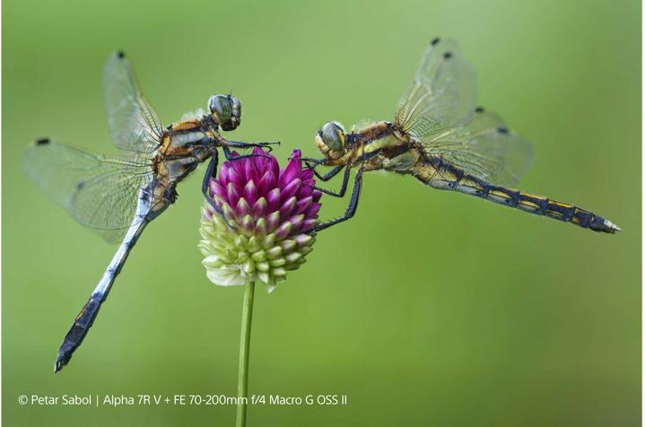 Actual product image Sony FE 70-200mm f/4 Macro G OSS II (Sony E, full size, APS-C / DX)