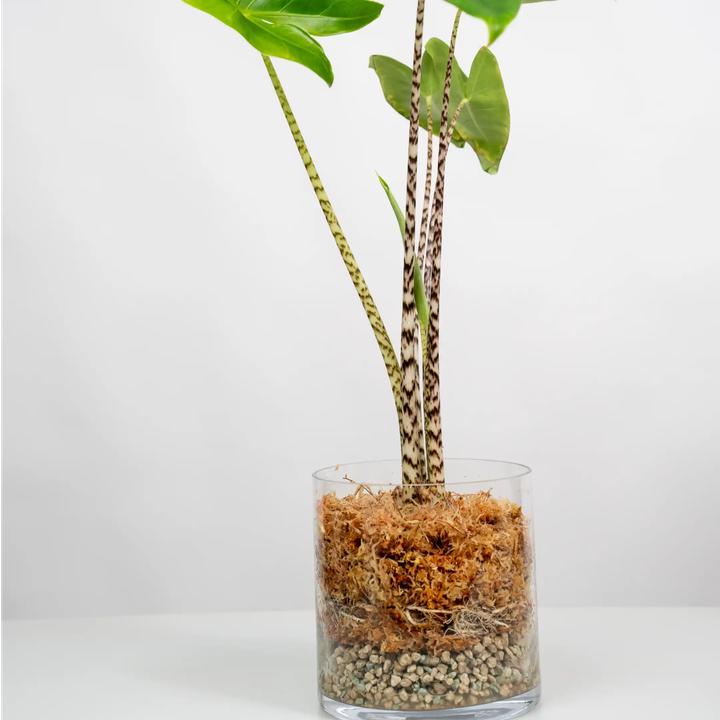 Produktbild Besgrow Spagnum-Moos (8 l)