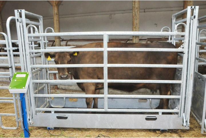 Image du produit Kerbl Balance de table numérique 30 kg