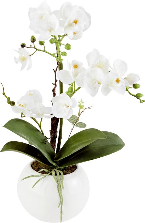 Actual product image James Wood Orchid (47 cm)