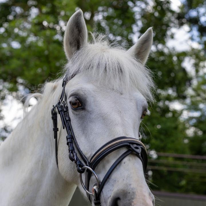 Image du produit Canter Mylord