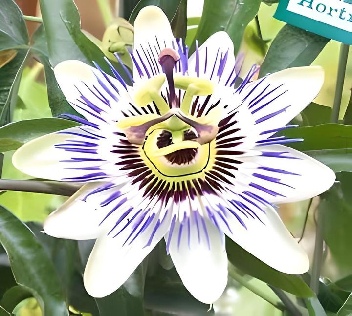 Produktbild Passionsblume