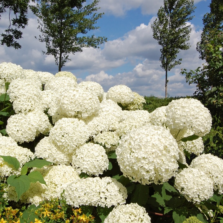 Produktbild Plant in a Box Hydrangea Strong Annabelle - 3er Set Hortensien (30 cm)