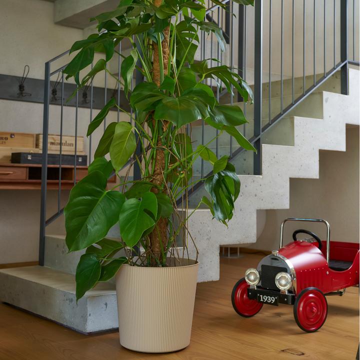 Produktbild Euro3plast Blumentopf Fyre Ø 40 cm dune Greener, mit Rollen