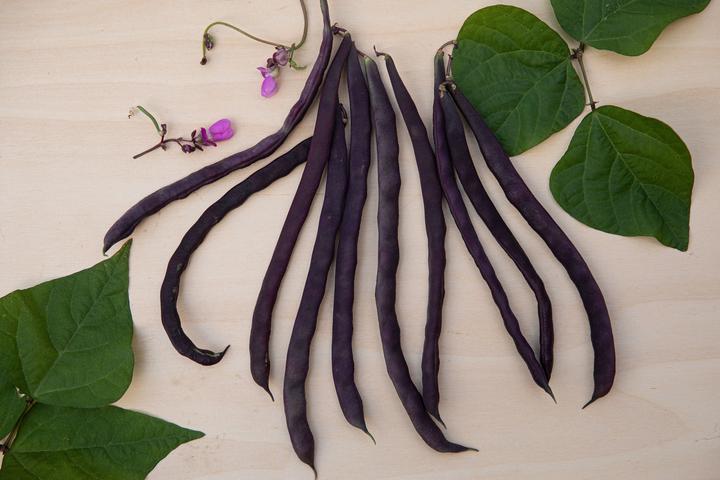 Produktbild Zollinger Bio Stangenbohne, Muotathaler (blauhülsig) (Keimlinge)