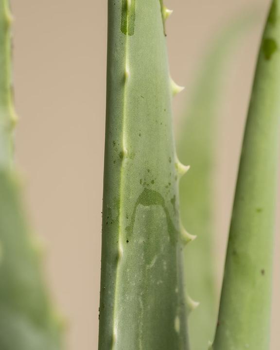 Immagine prodotto feey Echte Aloe (35 cm, Appena rinvasata)