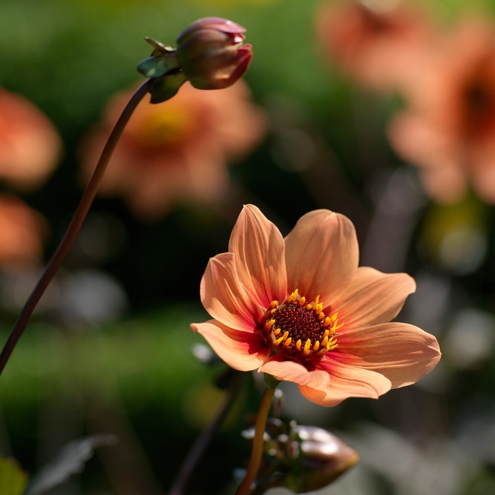 Produktbild Plant in a Box Dahlia Happy Single First Love - 6er Set Dahlien (10 cm)