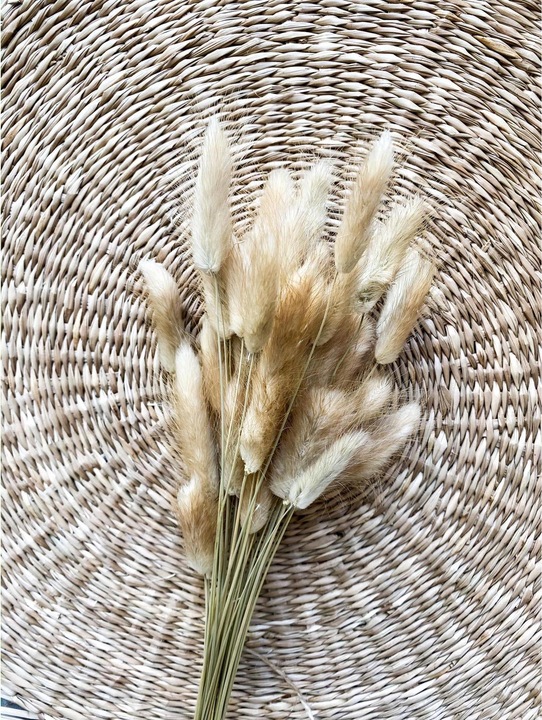 Actual product image Soli Collection Dried flowers Lagurus (Dried flowers)