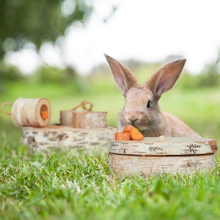 Produktbild Relaxdays Kaninchen Spielzeug