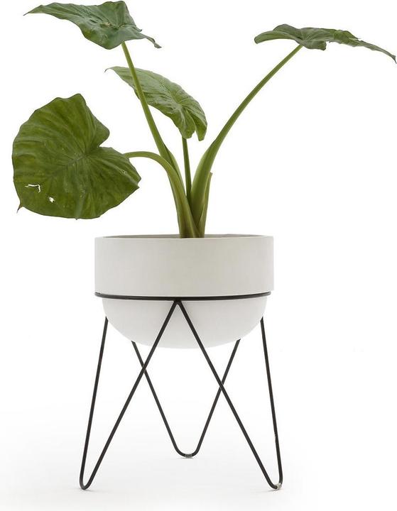 Produktbild AM.PM Plantae (40 x 25 cm)