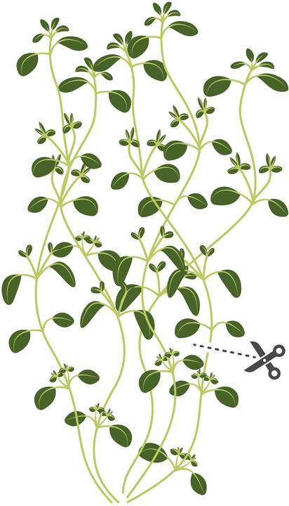 Produktbild Véritable Winter-Bohnenkraut BIO (Kräutersamen)