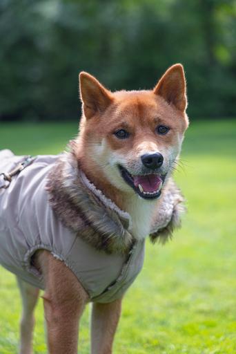 Actual product image Designed by Lotte Dog coat Philos (XXXL, Dog coat)