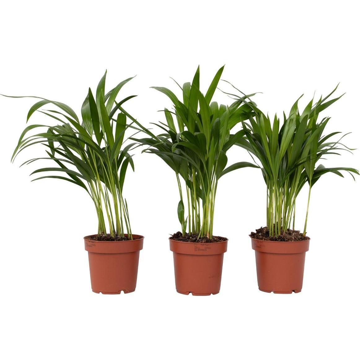 Plant in a Box, Pflanzen, Dypsis Lutescens - 3er Set Areca Goldfruchtpalme (30 cm)
