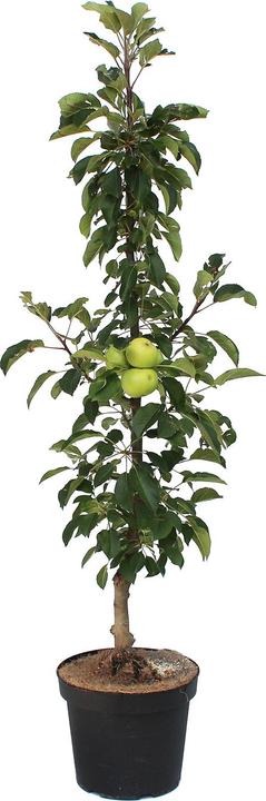Produktbild Zulauf Säulen-Apfel / Malus (SÄU) Goldlane (100 cm)