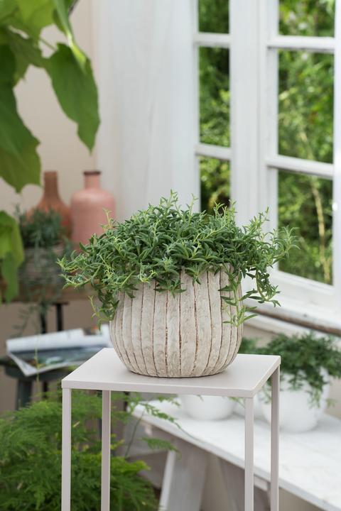 Produktbild Plant in a Box Senecio peregrinus - Delfinpflanze (10 cm)