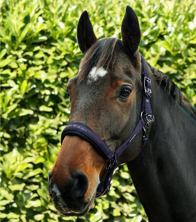 Actual product image Premier Equine Duco