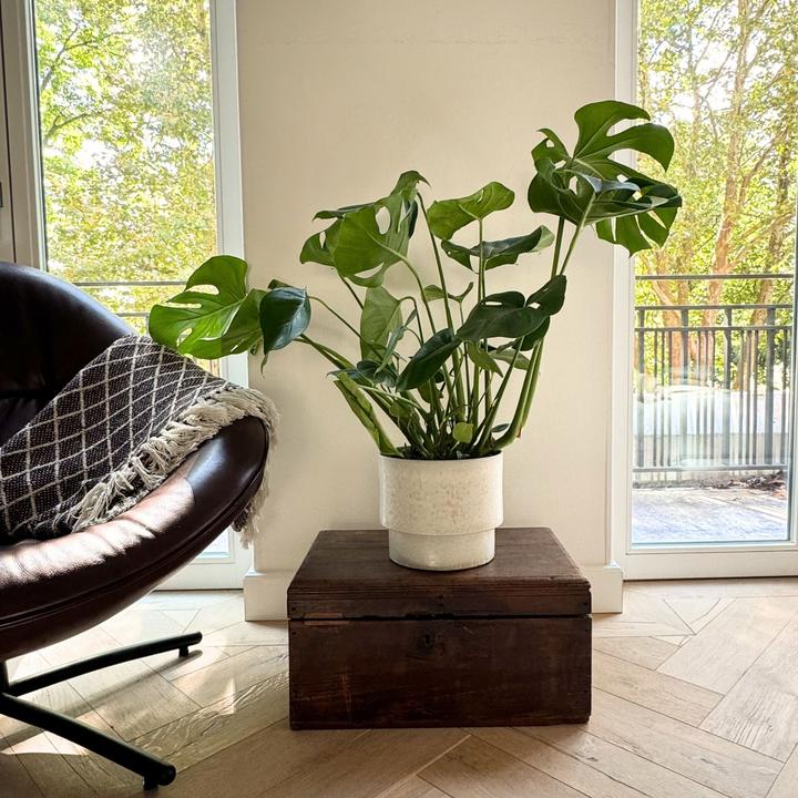 Produktbild Plant in a Box Monstera Deliciosa - Fensterblatt (80 cm)
