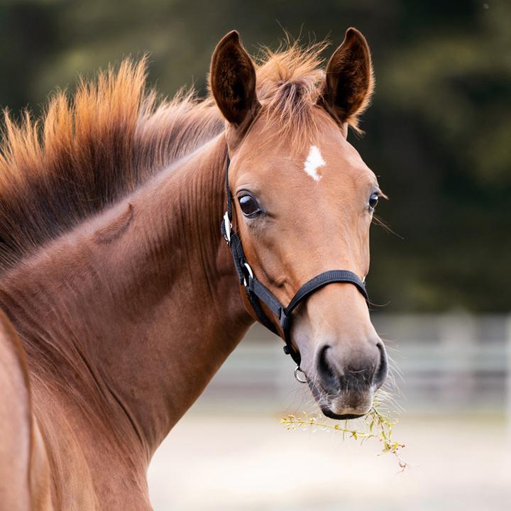 Immagine prodotto Kavalkade Cavezza per puledri e yearling