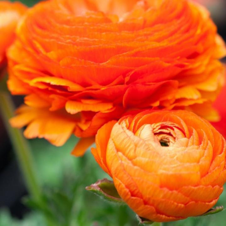 Immagine prodotto Plant in a Box Ranunculus - (10 cm)