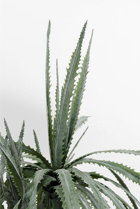 Immagine prodotto Kare Design Deko Pflanze Dragon Tree 155cm (155 cm)