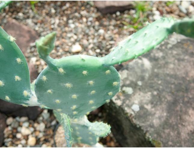 Actual product image Europalms Leaf cactus (76 cm)