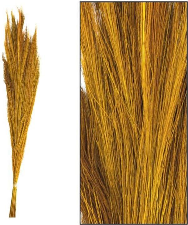 Produktbild Dijk Ginstergras - broom grass - Thysanolaena (Trockenblumen)