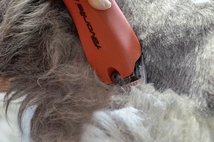 Produktbild Aesculap Akkuschermaschine Favorita CL (Hund)