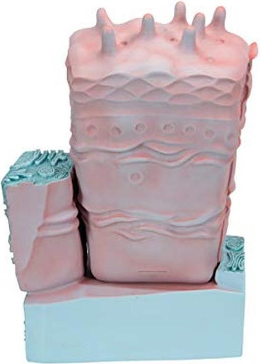 Actual product image 3B Scientific Animal Cell Model