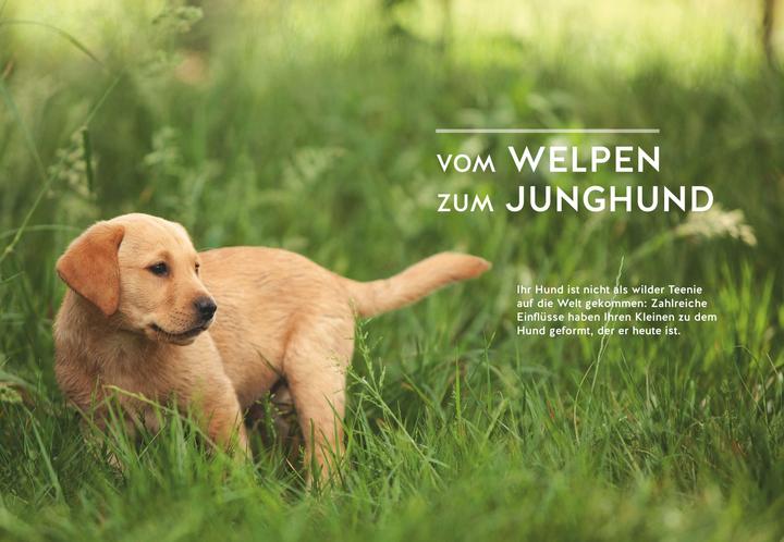 Produktbild Wenn der Welpe zum halbstarken Hund wird (Deutsch, Sophie Strodtbeck, 2018)