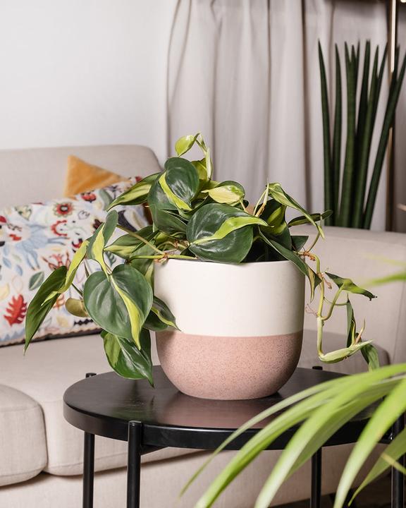 Image du produit feey Philodendron scandens Brasil (15 cm, Fraîchement rempotés)