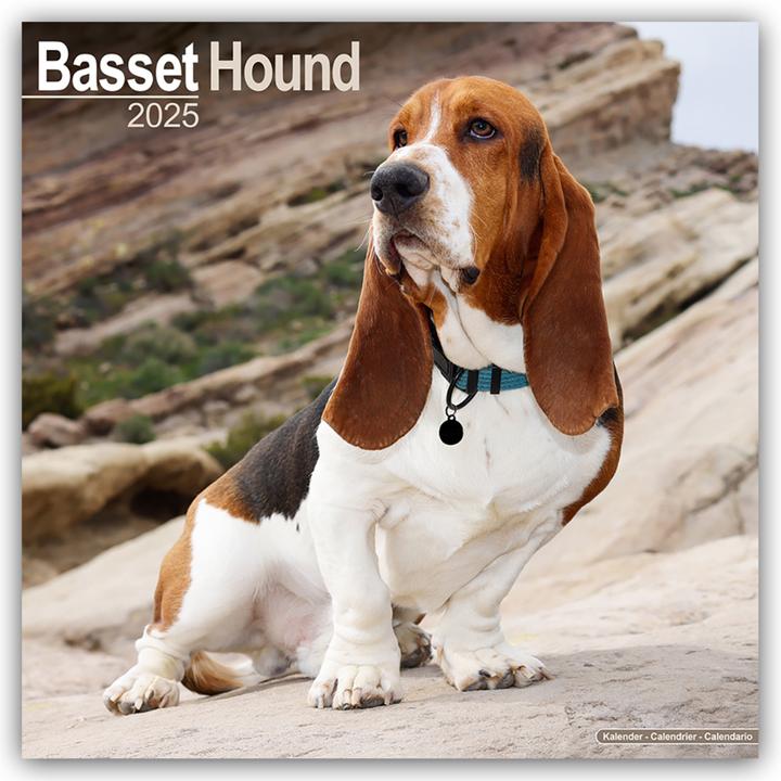 Basset Hound - Bassets 2024 - 16-Monatskalender (305 x 305 mm, Harter Einband, Englisch)