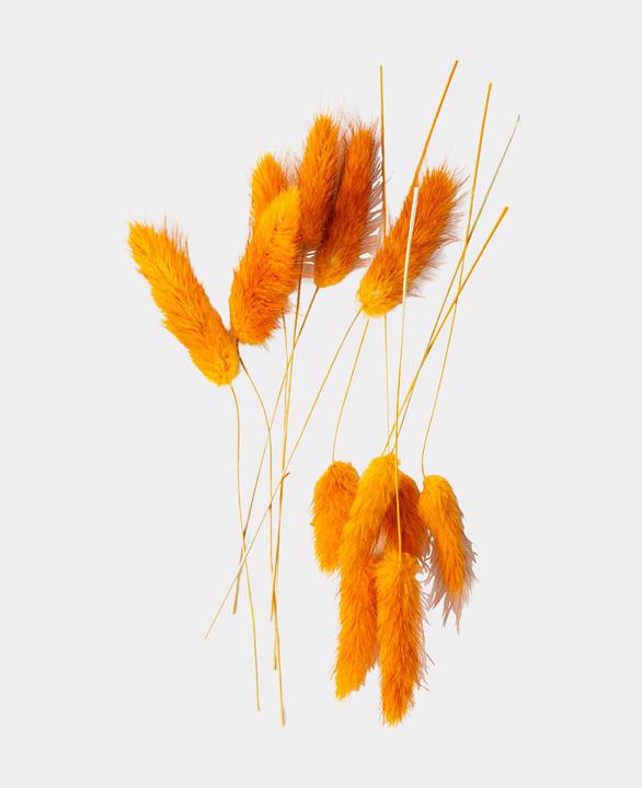 I Am Creative Fiori secchi Lagurus (Fiori secchi)