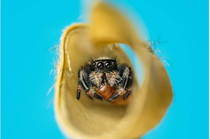 Image du produit Venus Optic Focale fixe Laowa 58mm f/2.8X Ultra Macro APO - Monture E (Sony E, Plein format)