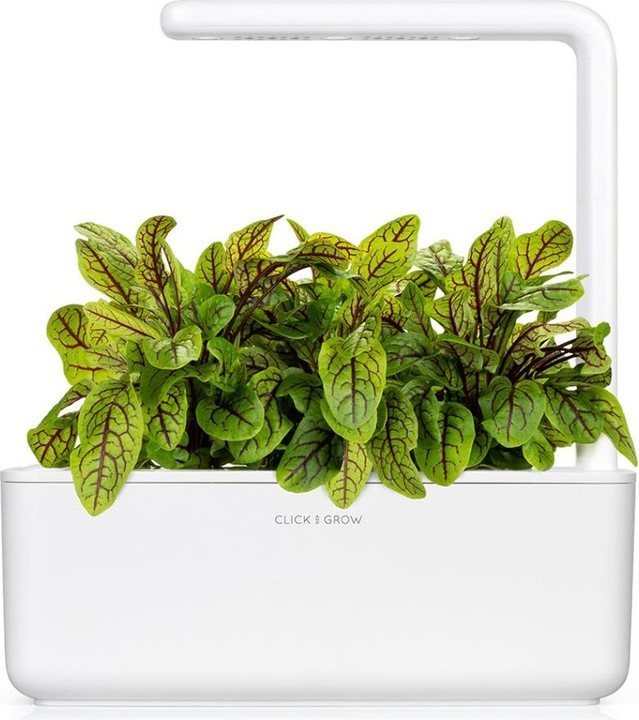Produktbild Click and Grow Samen Sauerklee (Pflanzensamen)