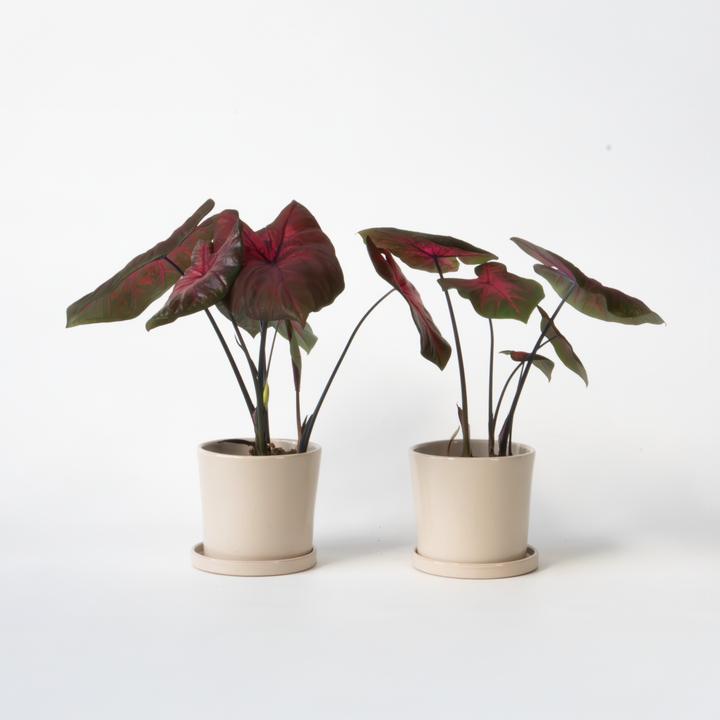 Produktbild Plant in a Box Caladium Postman Joyner - 2er-Set Arum (25 cm)