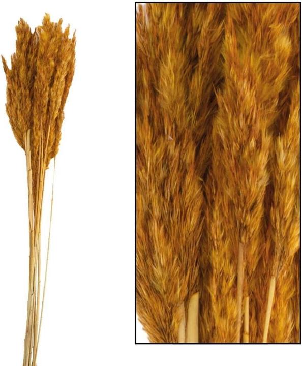 Image du produit Dijk Tube de pieu - Arundo donax (Fleurs séchées)