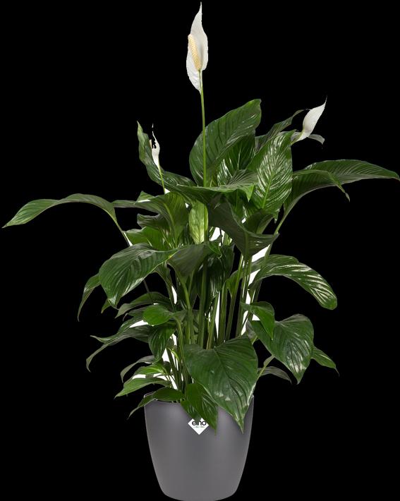 Produktbild Elho Brussels (16 cm)