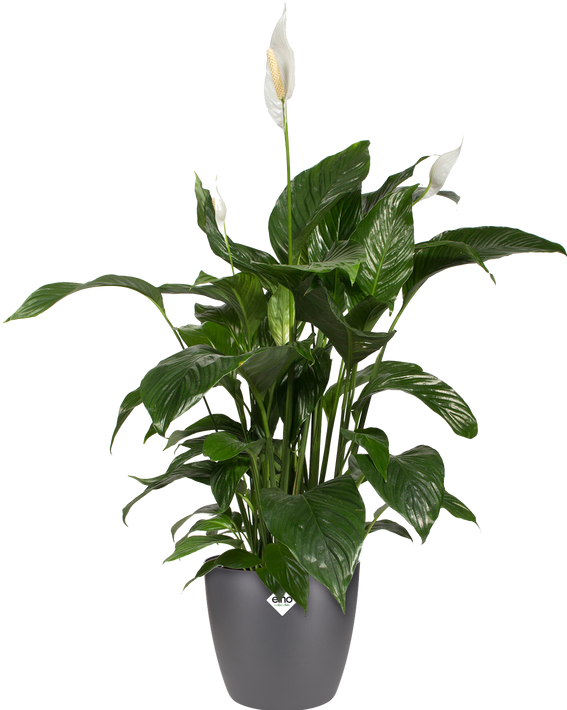 Produktbild Elho Brussels (16 cm)